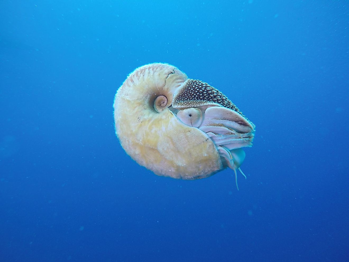 The crusty Nautilus is found around the waters close to New Guinea, more specifically Milne Bay and New Britain, while some can be found around the Solomon Islands as well. Image credit: wired.com