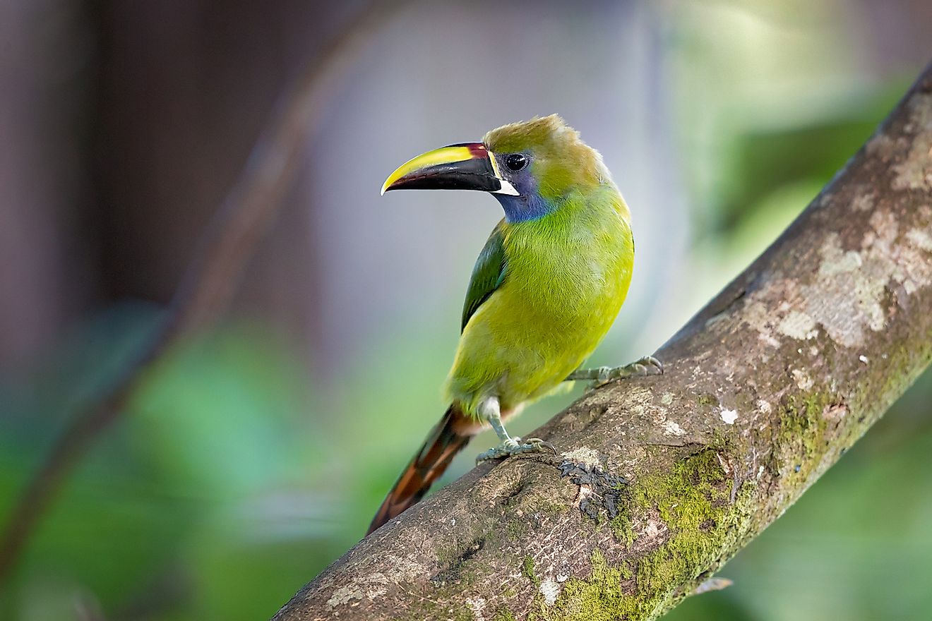 Emerald toucanet is the smallest toucan in Costa Rica. Image credit: Milan Zygmunt/Shutterstock.com