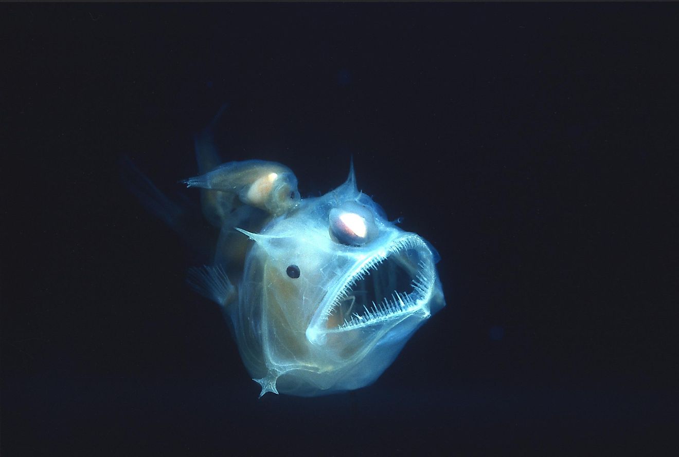 Anglerfish: 7 Facts About This Scary Sea Creature - WorldAtlas