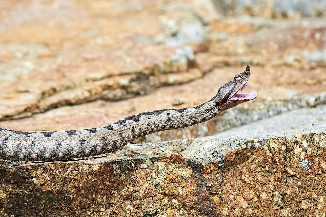 A nose-horned viper (Vipera ammodytes)