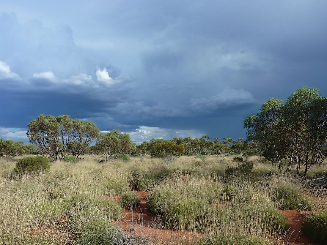 Australia's Great Victoria Desert supports a wide variety of flora and fauna. 