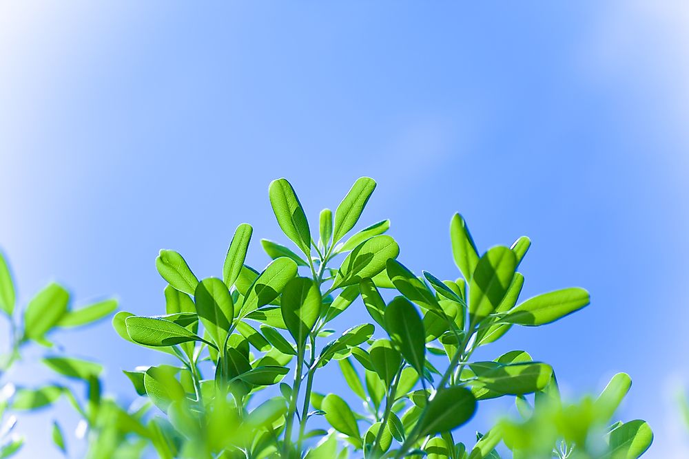 Clean air vastly improves quality of life.