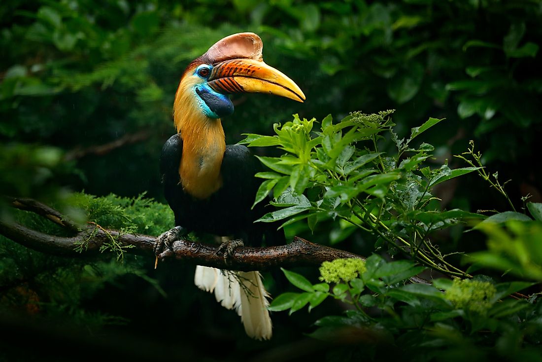 A Sulawesi hornbill. 