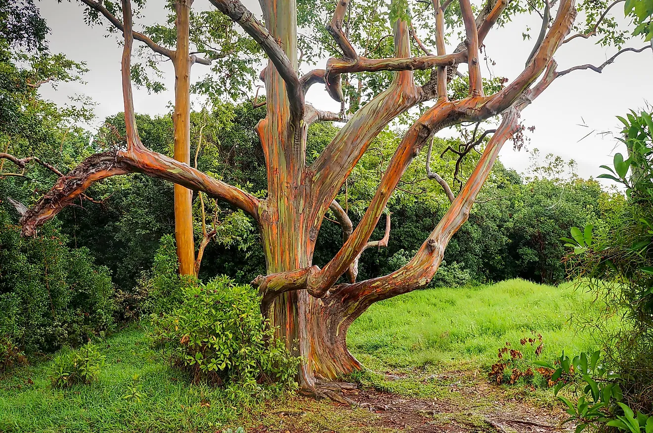 Rainbow Eucalyptus trees in Hawaii.