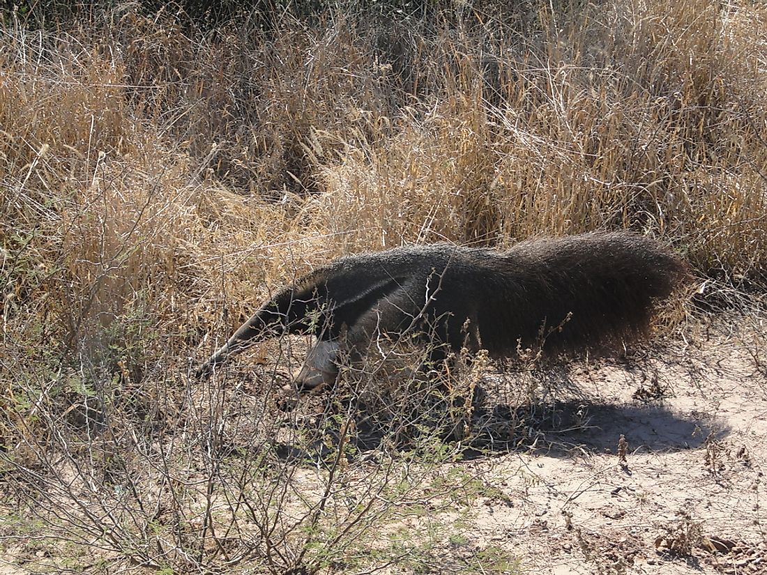 The Gran Chaco region in South America experiences a hot semi-arid climate.