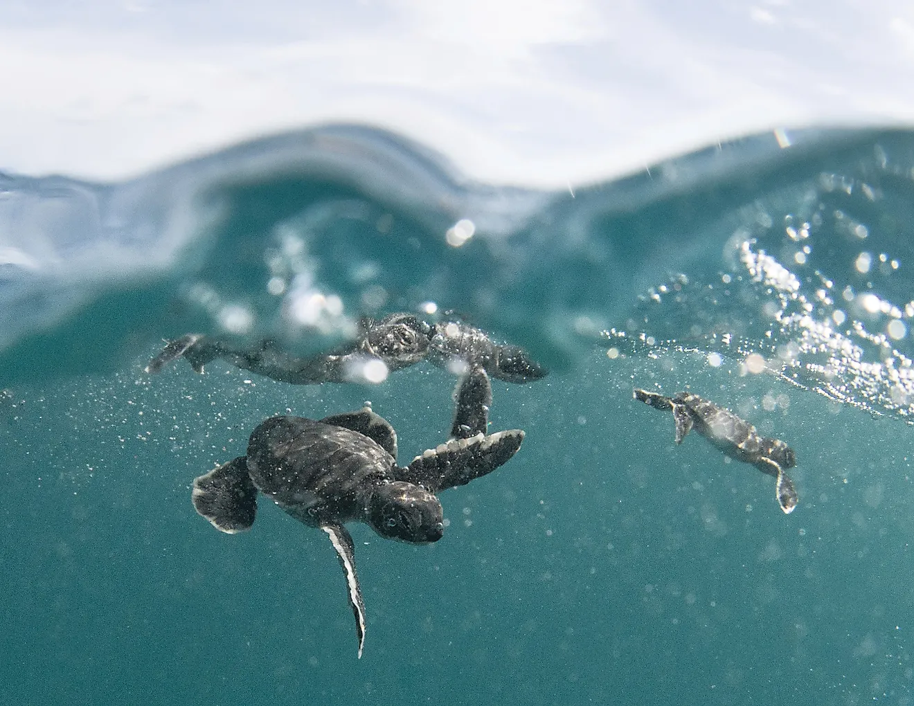 Four baby green sea turtles near the surface of the water in Papahānaumokuākea Marine National Monument. Photo: Koa Matsuoka. Credit: By National Marine Sanctuaries - PMNM baby green sea turtles, Public Domain, https://commons.wikimedia.org/w/index.php?cu