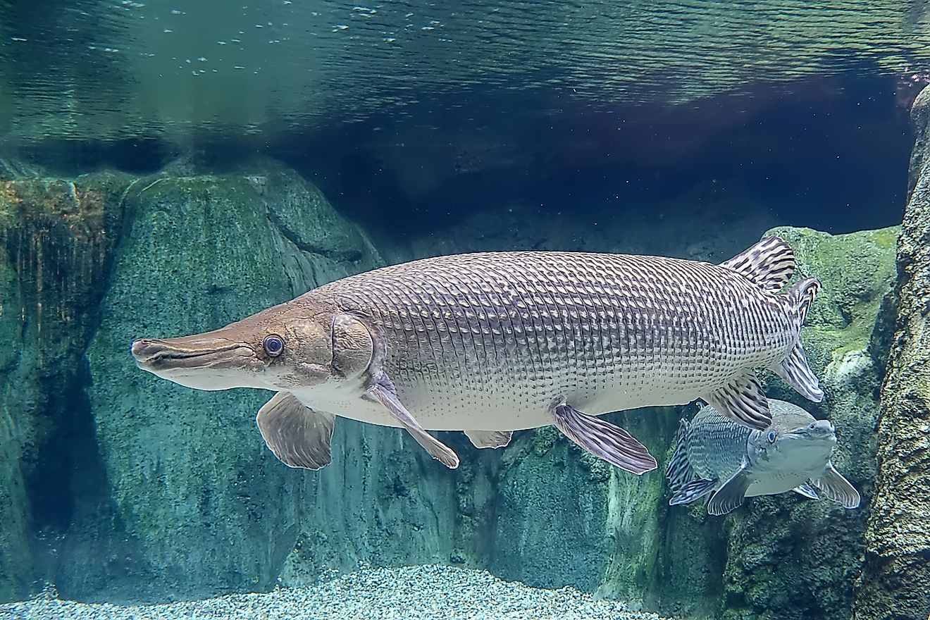 An alligator gar (Atractosteus spatula)
