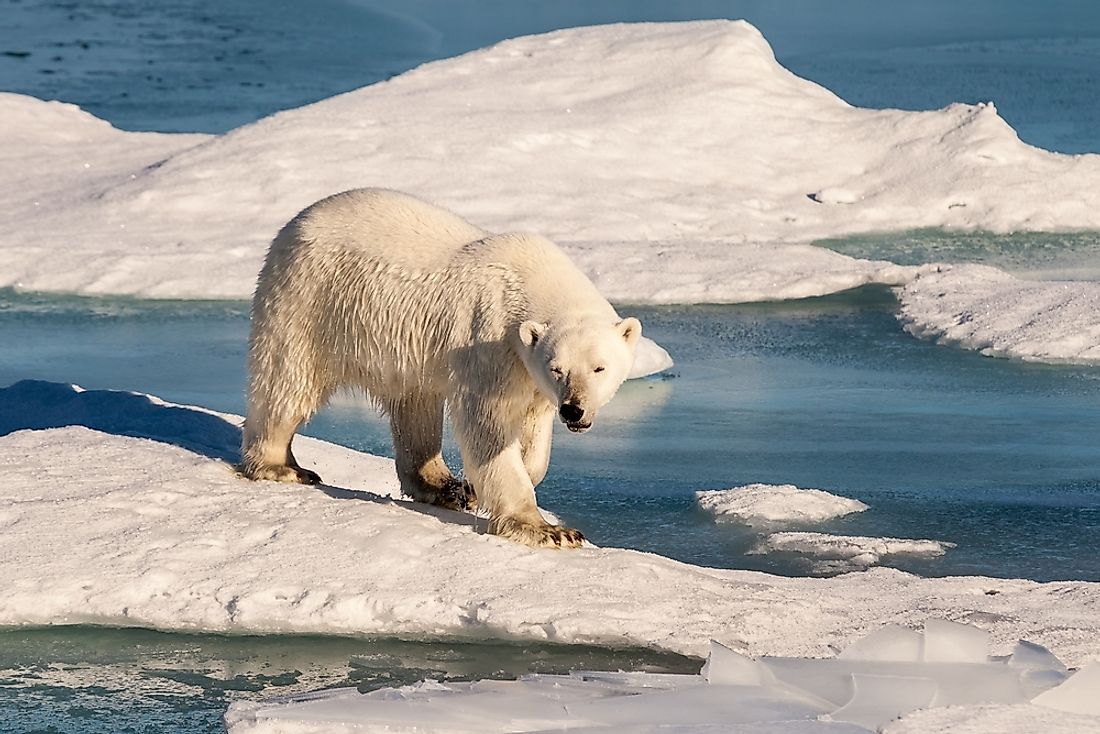 Polar bears use their sharp claws and teeth to hunt for seals. 