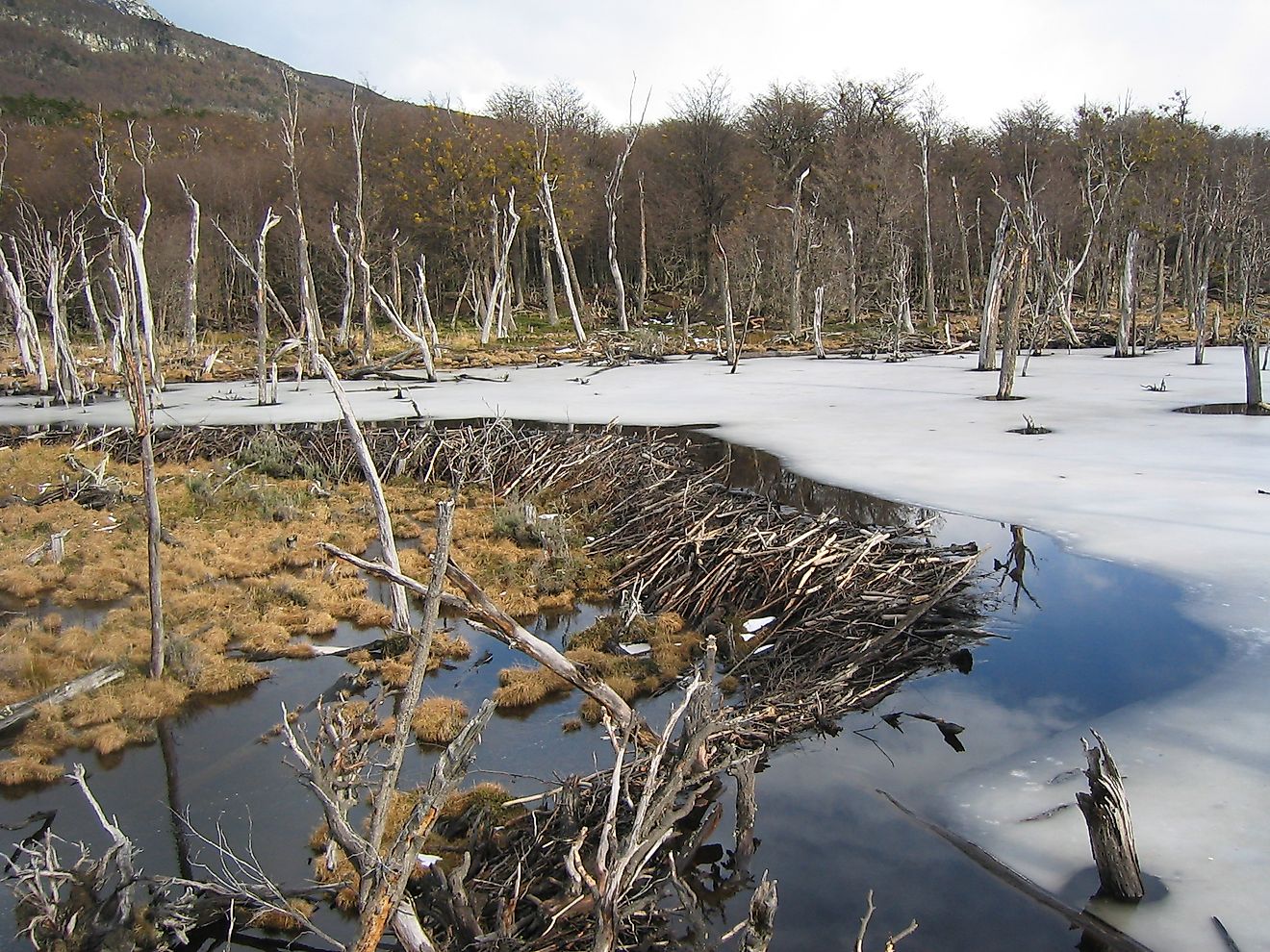North American beaver (Castor canadensis) dam in Tierra del Fuego