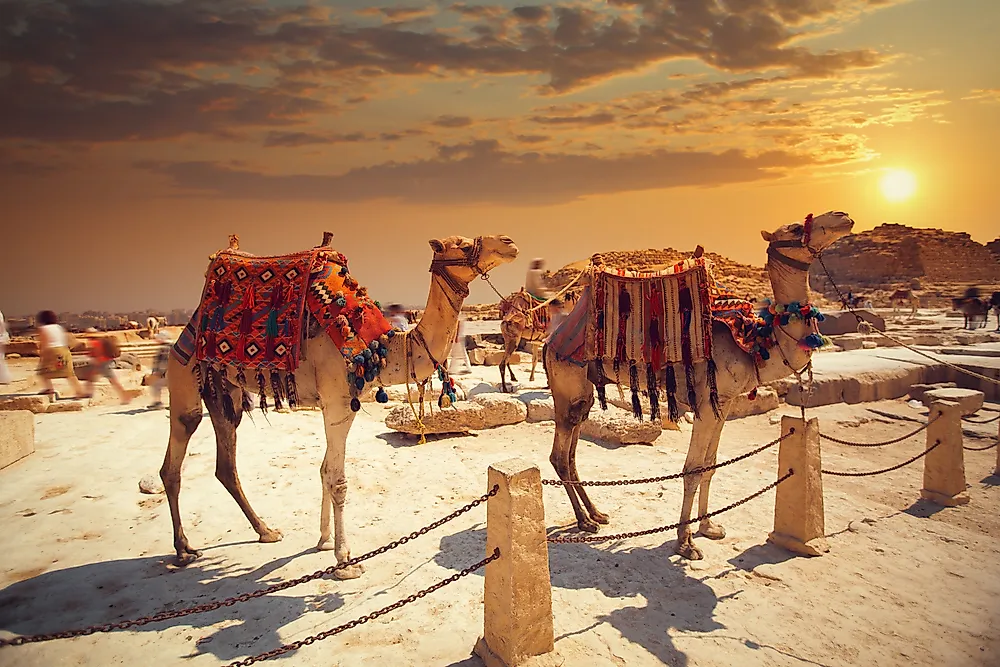 Camels in Egypt, Africa - Egypt was often included in the definition of the "Near East". 