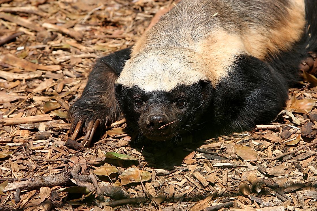 Honey Badger, Mellivora capensis, South Africa.