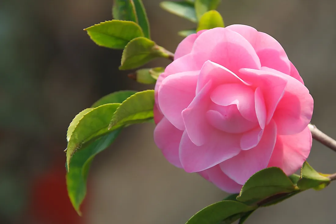 The camellia is the state flower of Alabama. 