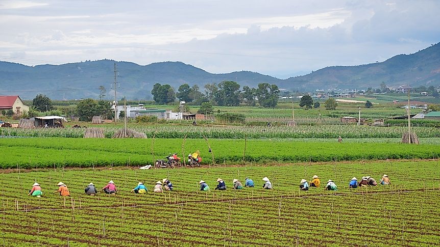 Female farm workers, such as these in Vietnam's Mekong River Valley, work long hours for volatile, often low, pay.