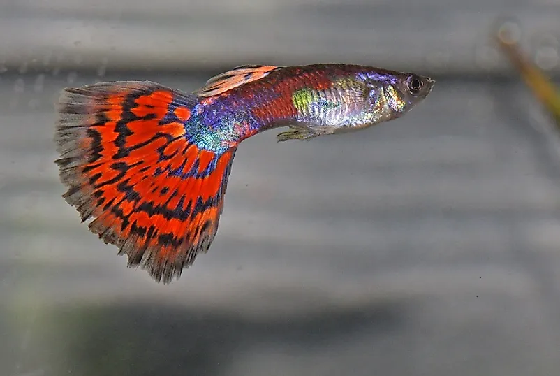 A rainbow guppy fish (Poecilia reticulata).