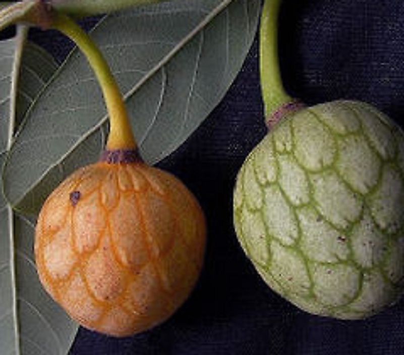 African Custard Apples.