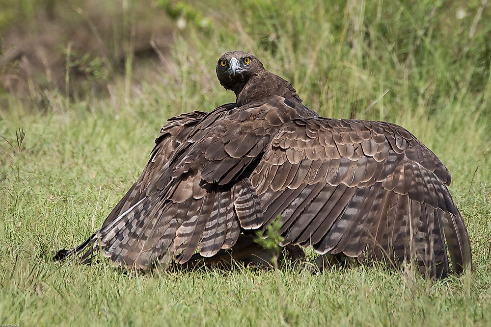 stout Mart Abe The World's Largest Eagles - WorldAtlas