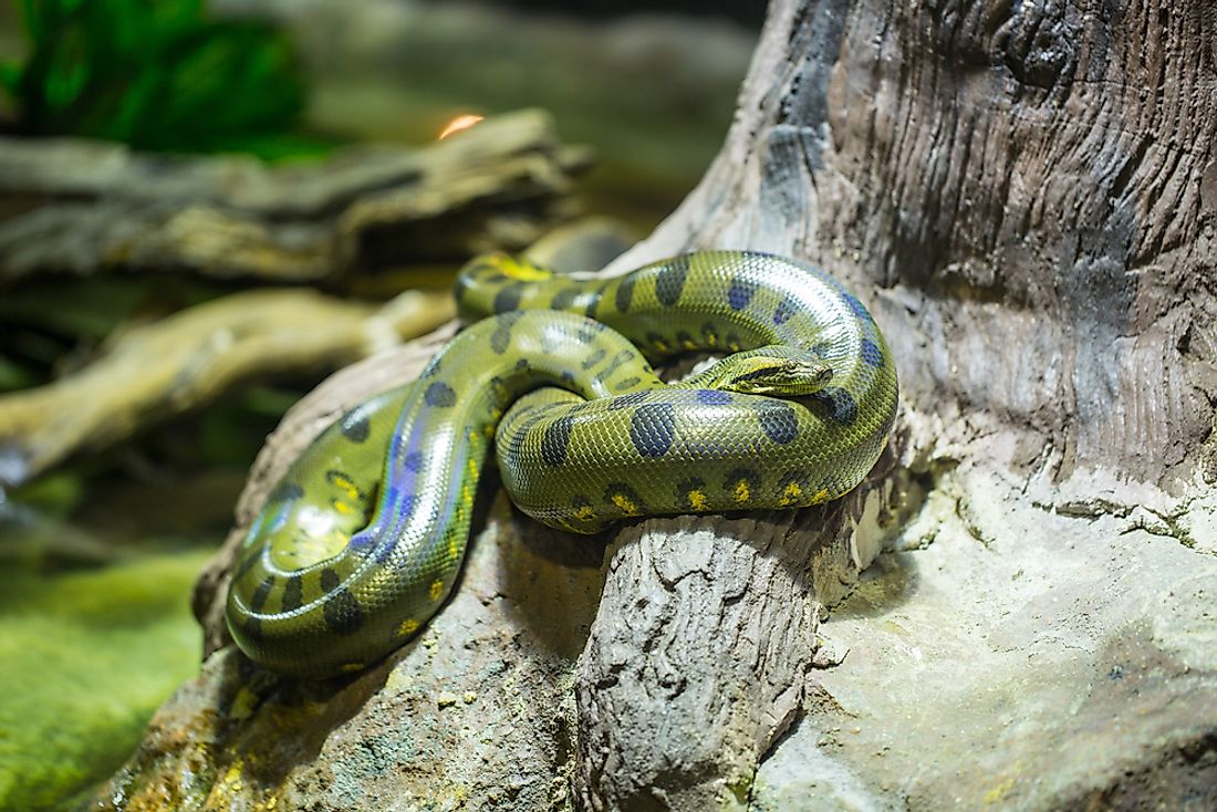 A green anaconda in the Amazon jungle. 
