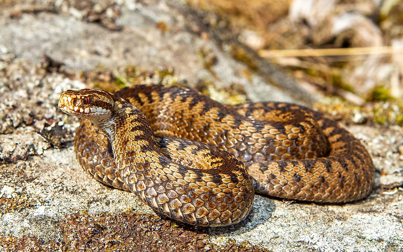 A European adder (Vipera berus)