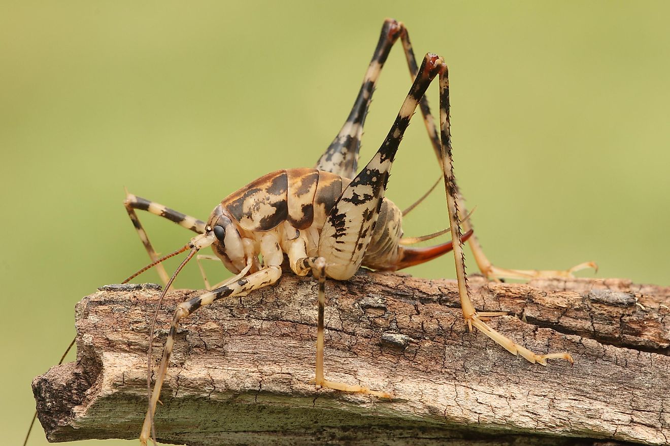 While these critters might look scary, they actually won’t pose a threat to you.