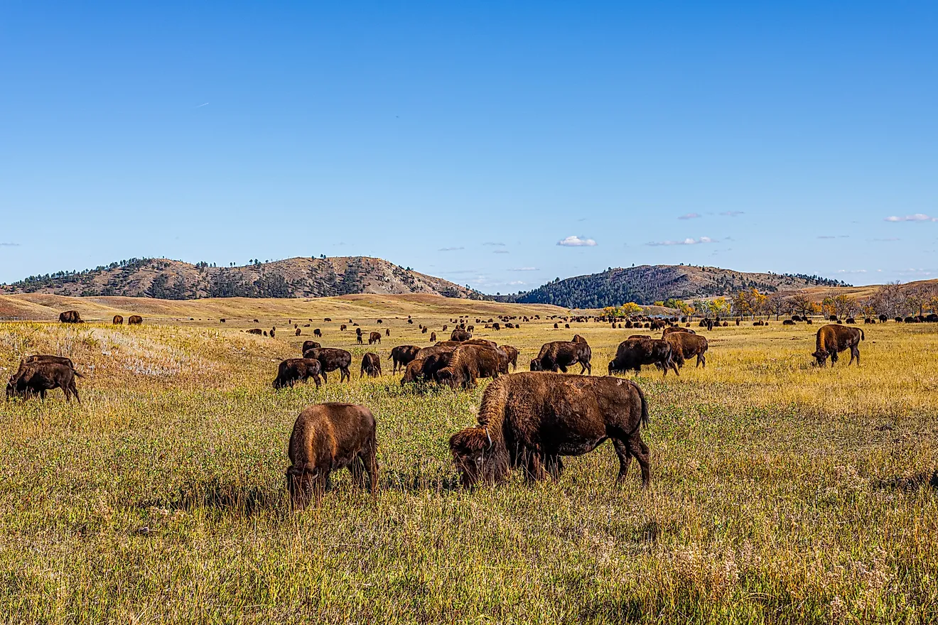 American Bison at Custer State Park.