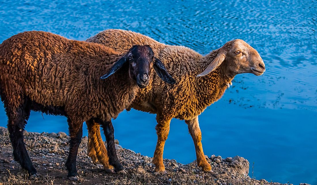 Australia is known as the "Home of the Golden Fleece" because of its large sheep population and wool production.