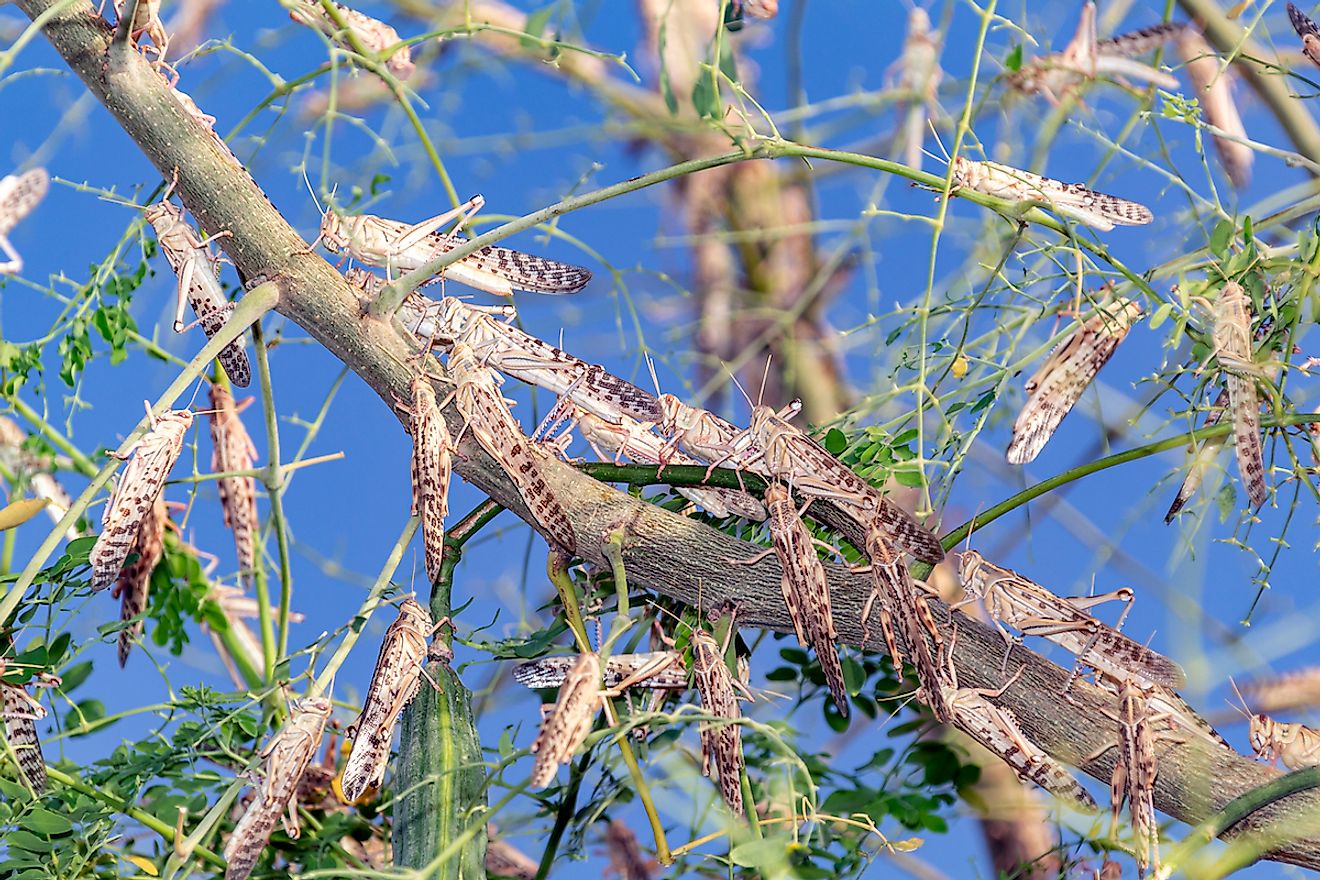 Locust swarm eating a green tree in Al Ain UAE. Image credit: SubAtomicScope/Shutterstock.com