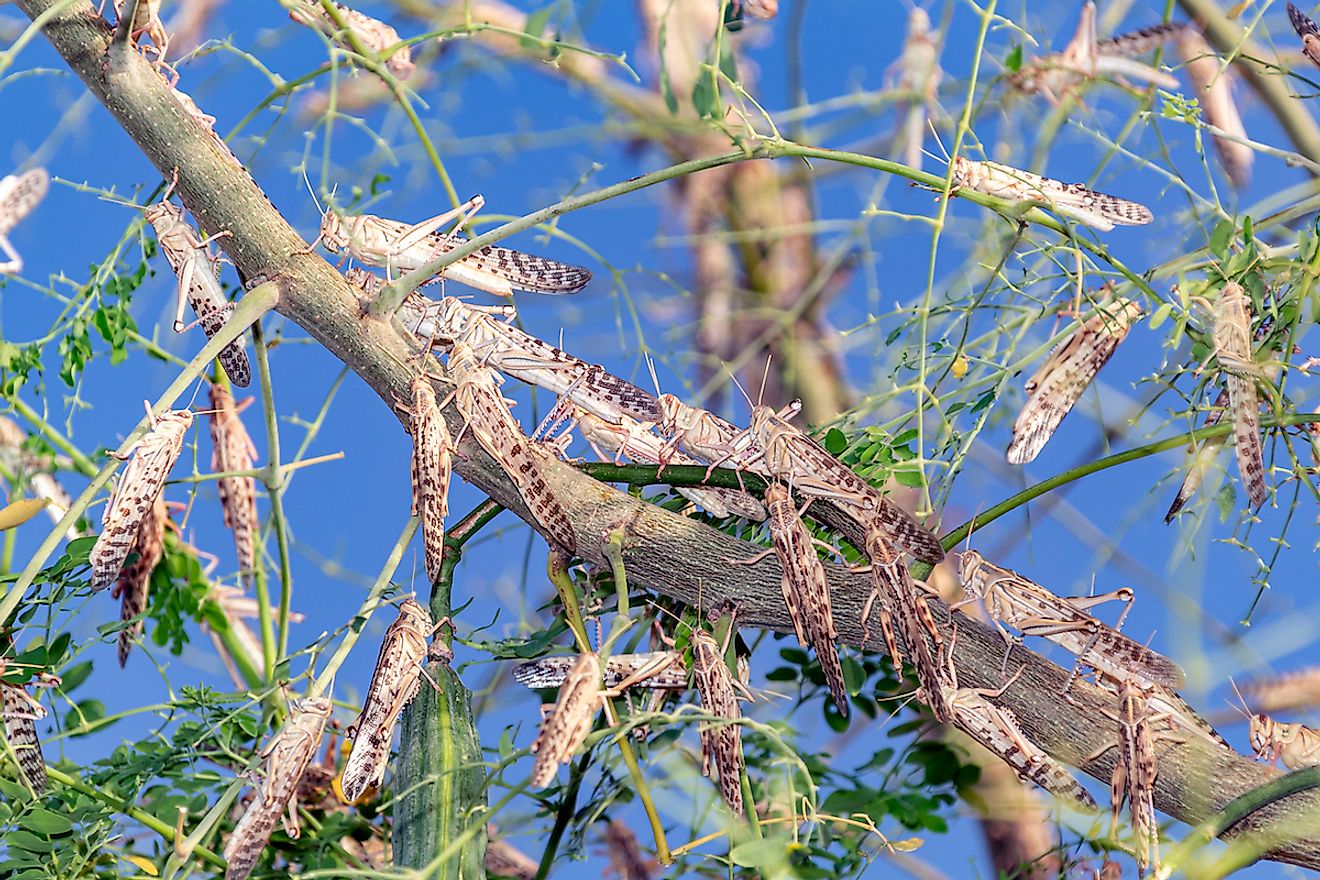 Locust swarm eating a green tree in Al Ain UAE. Image credit: SubAtomicScope/Shutterstock.com