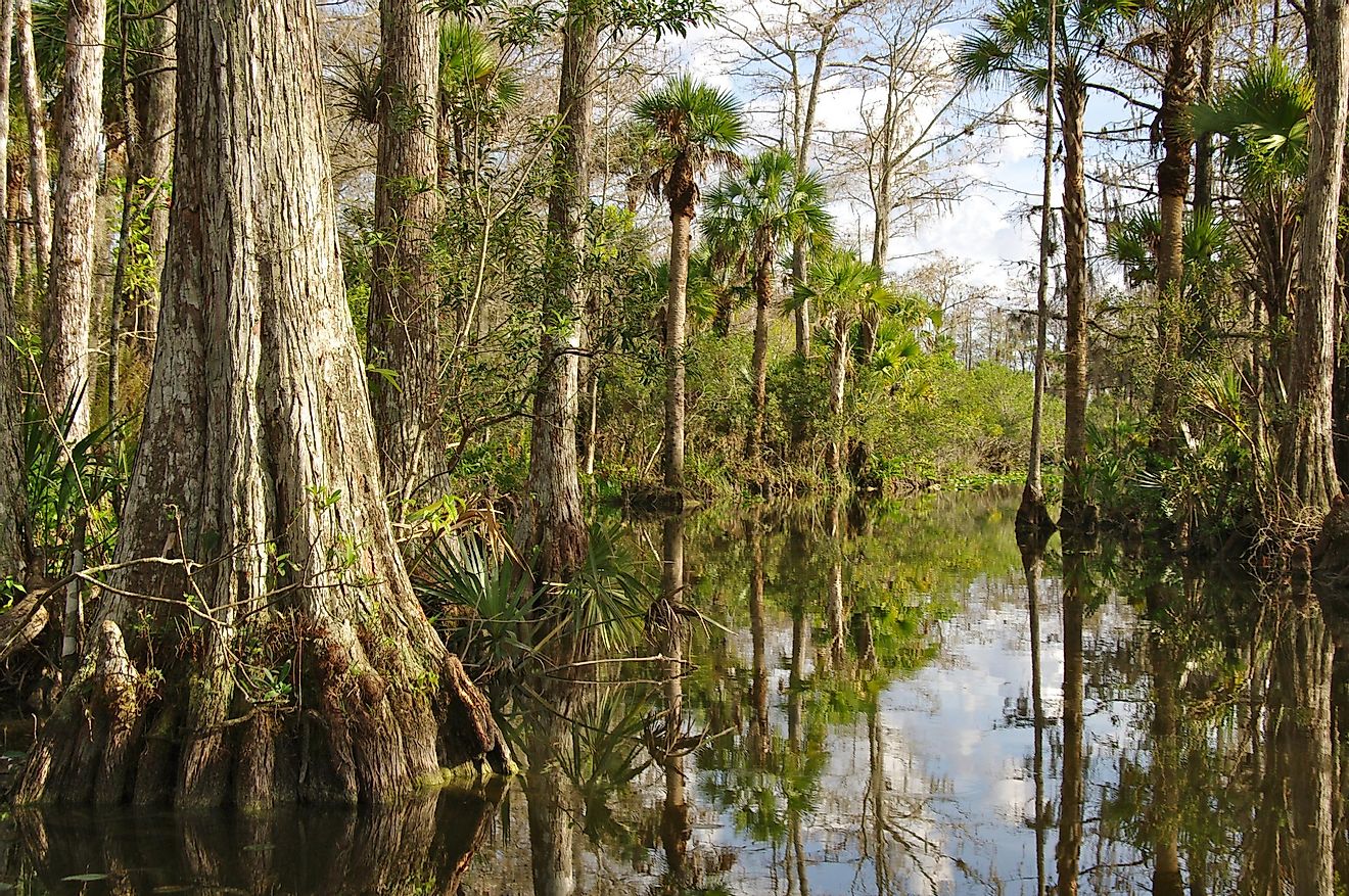 The Florida Everglades. Image credit: Anthony Ricci/Shutterstock