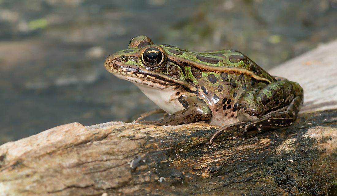 The northern leopard frog's beautiful green color is said to symbolize Vermont’s natural beauty.