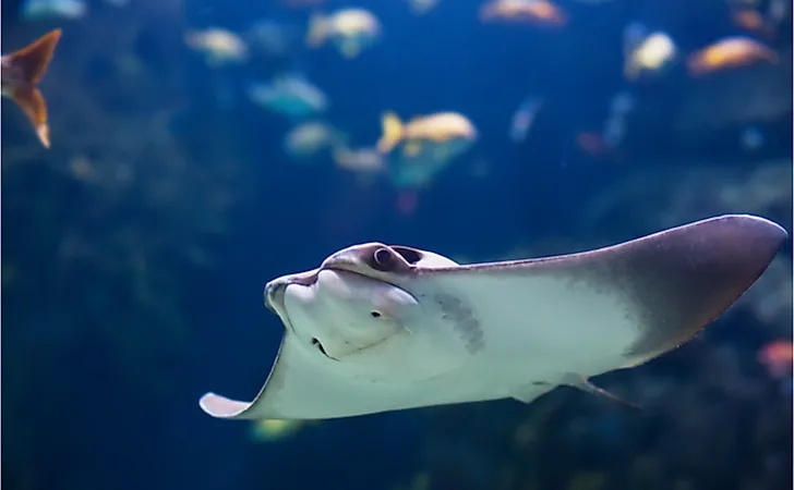 Electric ray fish in ocean.