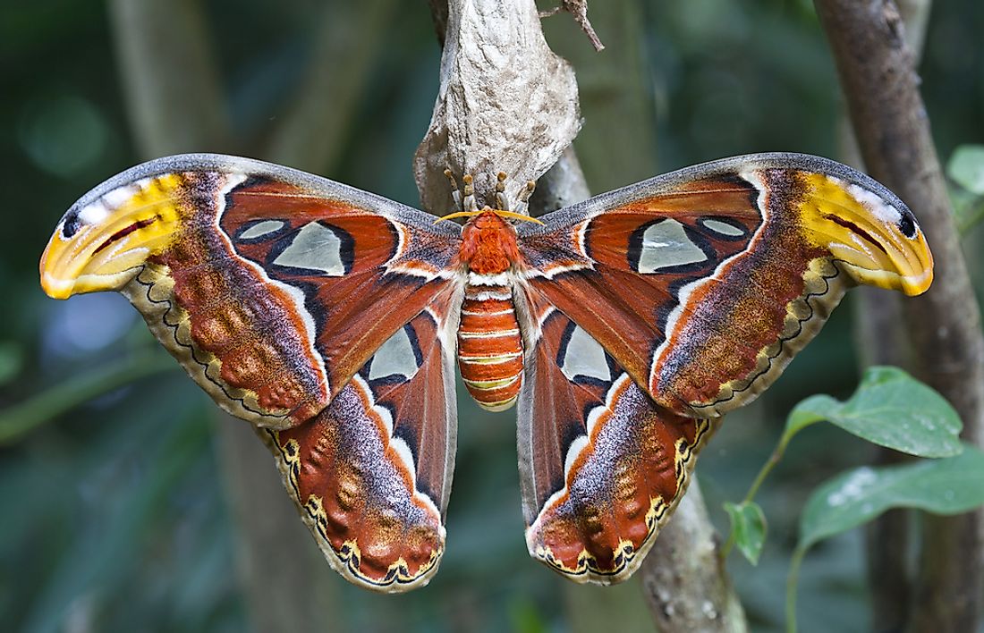The iconic atlas moth. 