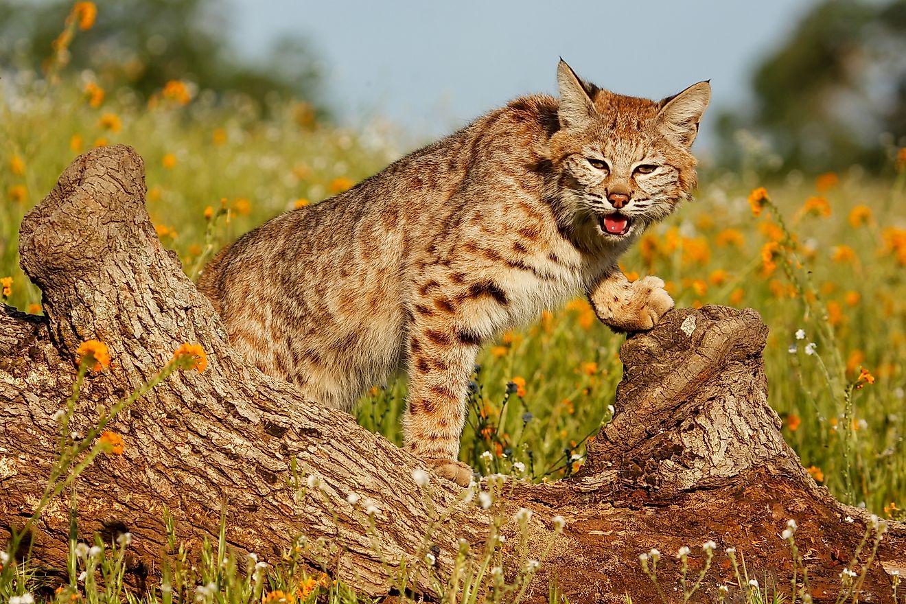 A beautiful bobcat in a meadow.