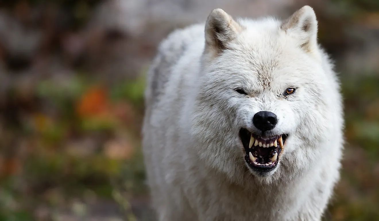 Arctic wolf displaying aggressive behavior and large teeth.