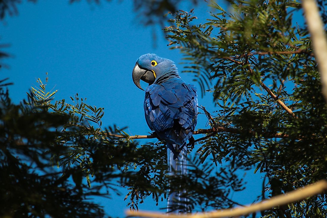The Hyacinth macaw is an example of a Monotypic species as it is not divided into any subspecies. 