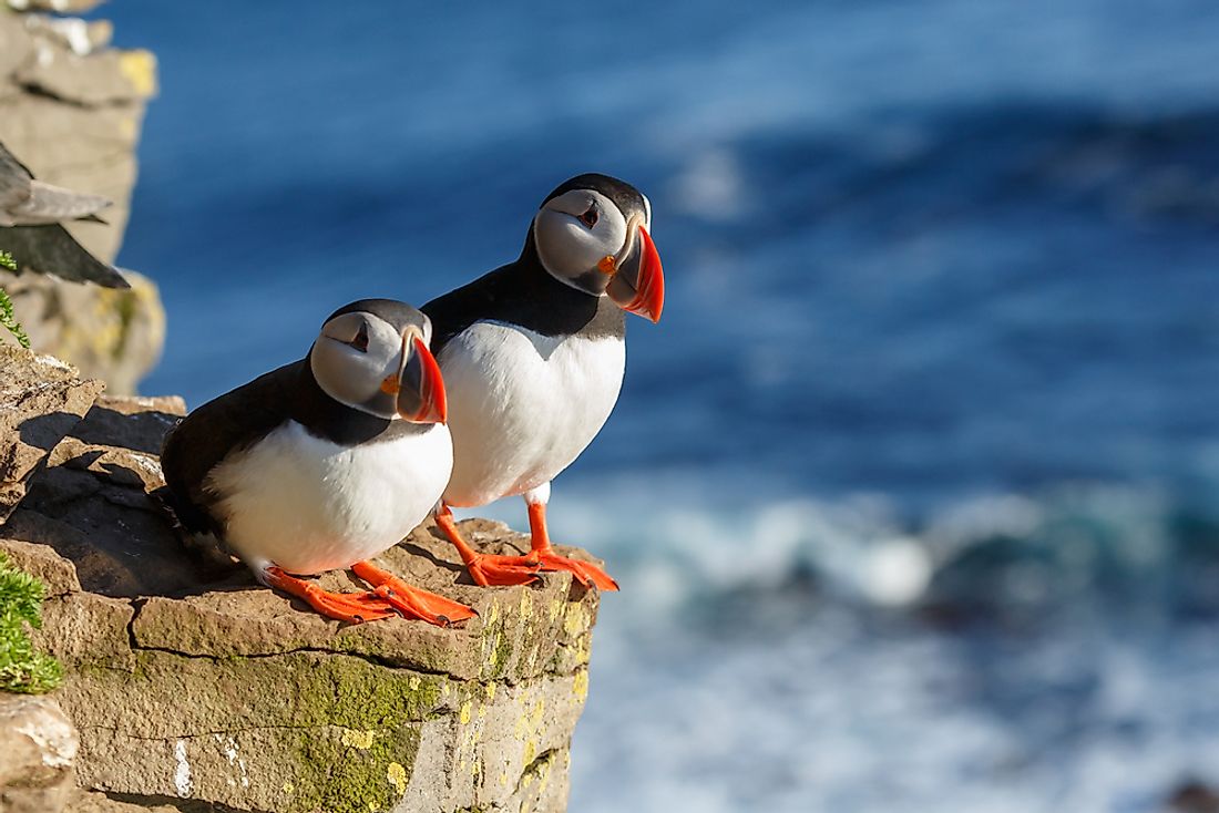 Puffins in Iceland. 