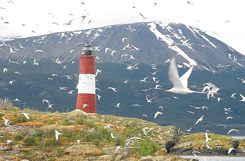 Arctic terns, the birds with the longest migratory route.