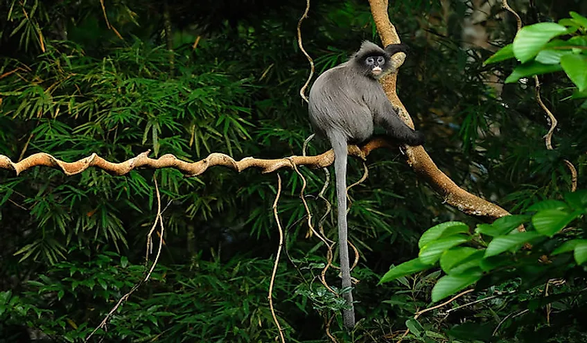 A Phayre's Langur in a wildlife sanctuary in Thailand.