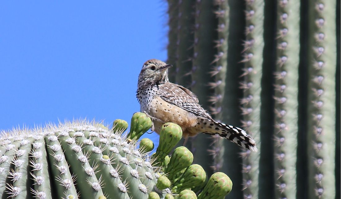 The cactus wren depends on the saguaro cactus.