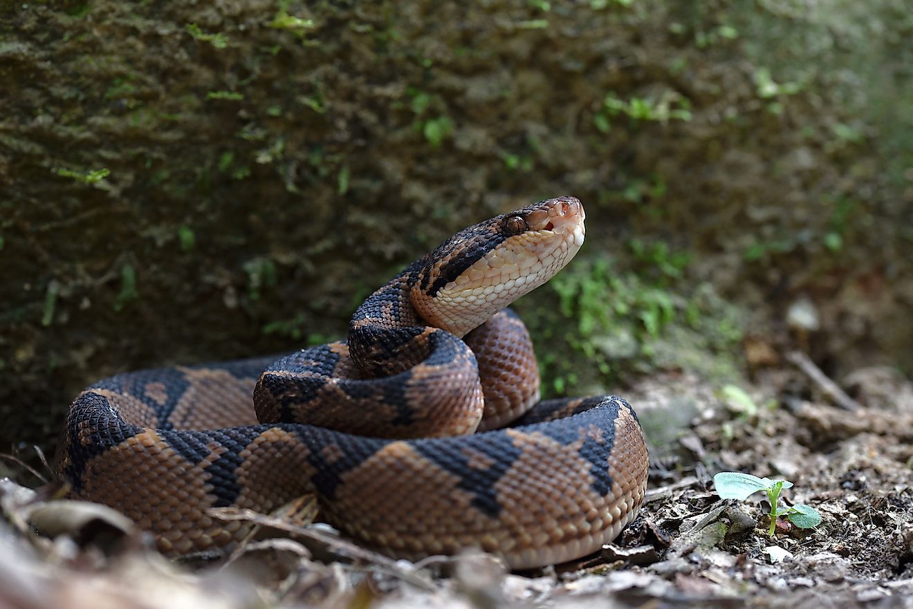 Baby bushmaster (Lachesis muta). Image credit: Patrick K. Campbell/Shutterstock.com