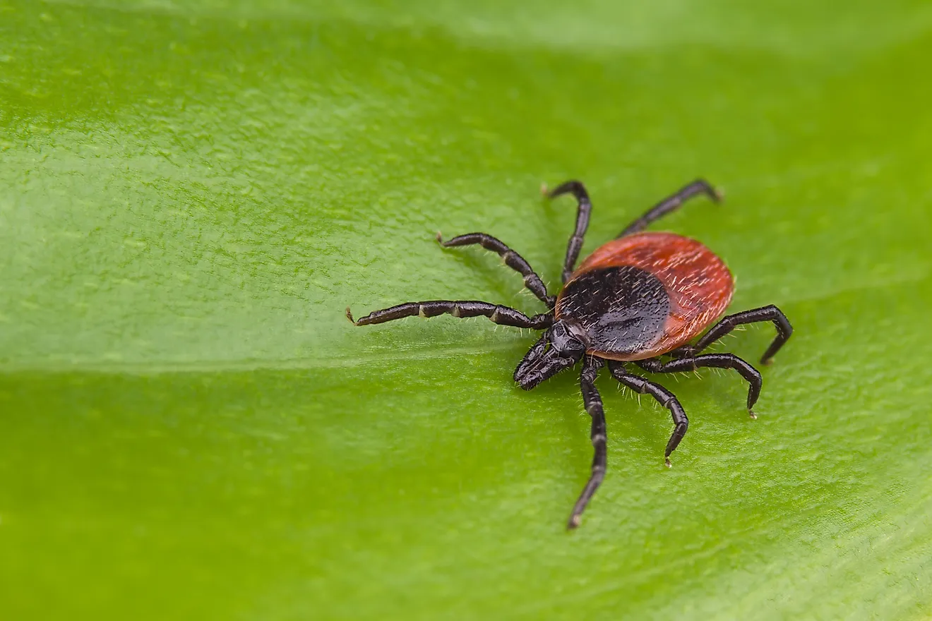 Deer tick, Ixodes ricinus.