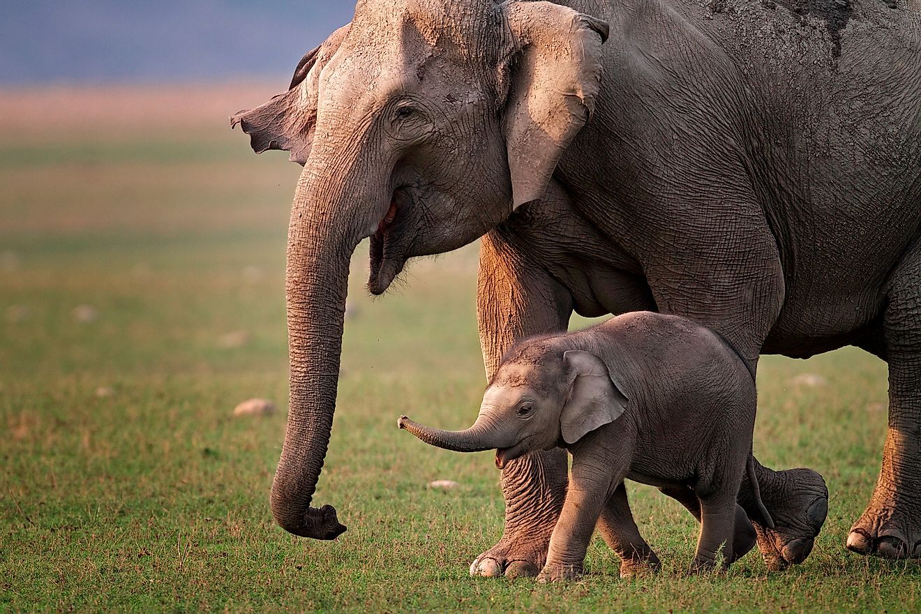 A pampered baby elephant with its happy mother. Image credit: Mogens Trolle