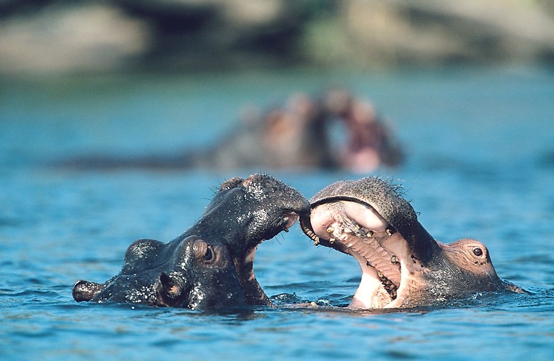 The hippopotamus is one of the Gambia's vulnerable mammals. 