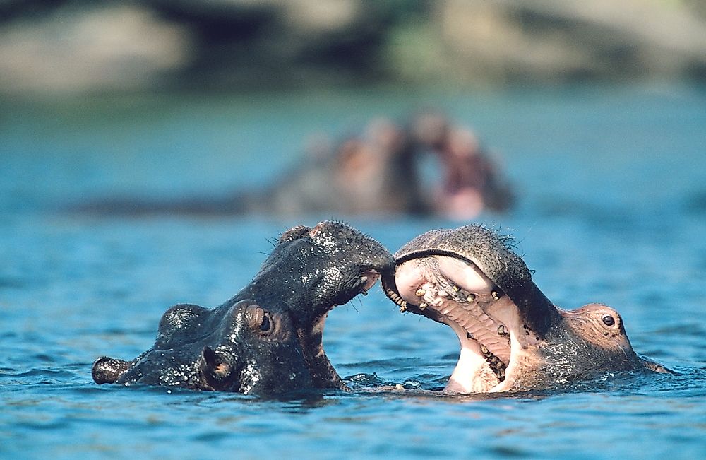 The hippopotamus is one of the Gambia's vulnerable mammals. 