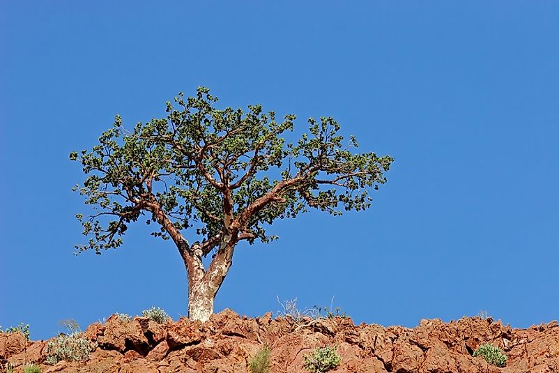A wild specimen of African Corkwood Tree.