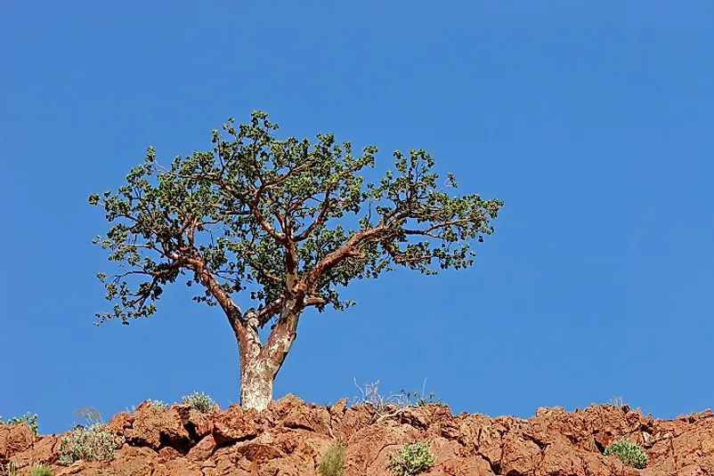 A wild specimen of African Corkwood Tree.