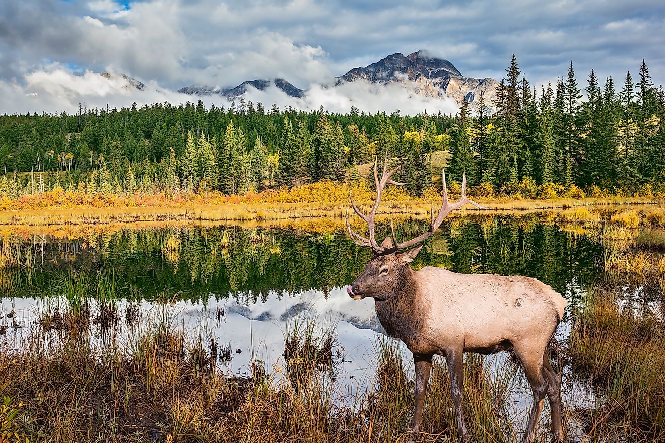 A picturesque scene in the Jasper National Park, Alberta, Canada. Image credit: Kavram/Shutterstock.com