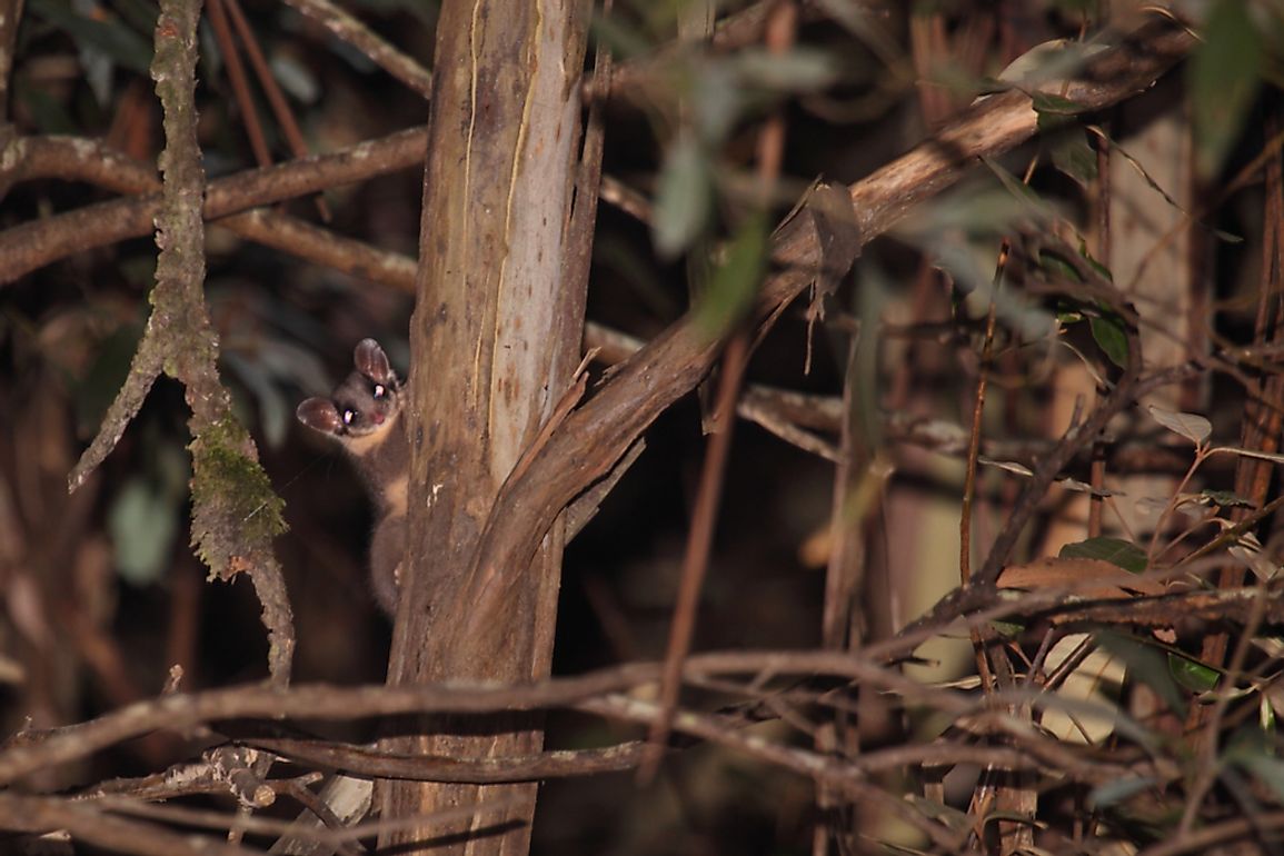 The Leadbeater's Possum is a critically endangered marsupial that is endemic to Australia. 