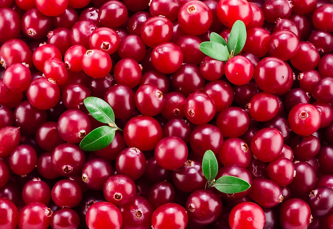 The consumption of cranberries has been increasing worldwide in recent years. 