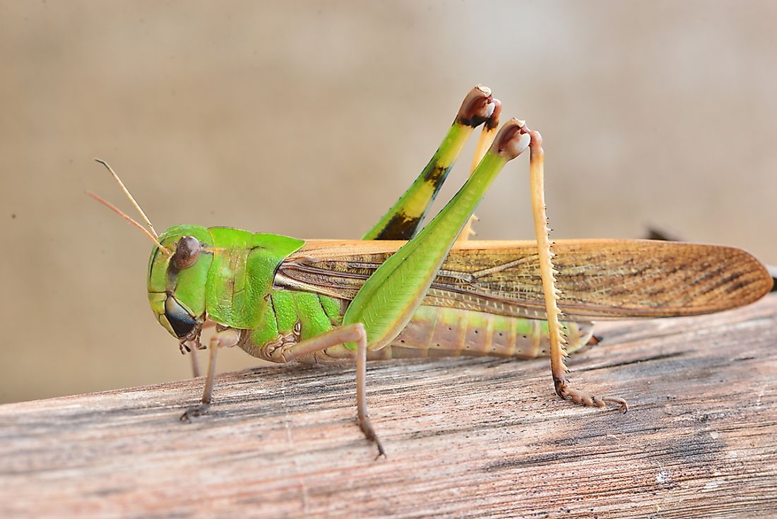 A grasshopper. 