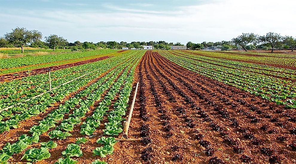 Cultivation of lettuce in a crop-field.